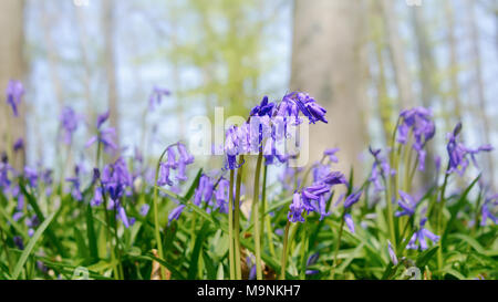 Close up de la floraison des jacinthes, Hyacinthoides non-scripta, bleu fleurs dans une forêt de hêtres au printemps, Doveren, Rhénanie du Nord-Westphalie, Allemagne Banque D'Images