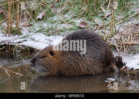 / Ragondin rat river / le ragondin (Myocastor coypus) originaire d'Amérique du Sud, le long de la nourriture en hiver banque Banque D'Images