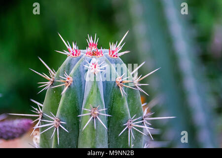 Close up of colorful cactus Opuntia dillenii Fork Banque D'Images