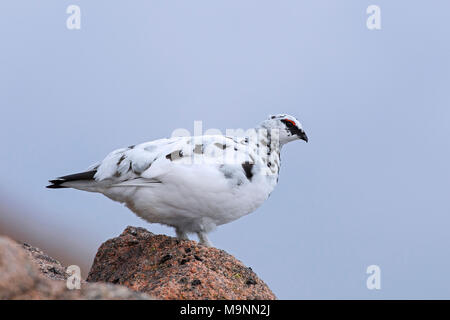 Le lagopède alpin (Lagopus muta / Lagopus mutus), nourriture mâle en plumage d'hiver parmi les rochers, Ecosse, Royaume-Uni