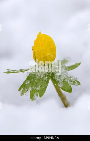 Aconit d'hiver (Eranthis hyemalis) en fleurs dans la neige en hiver, originaire de France, l'Italie et les Balkans Banque D'Images