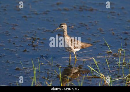 Le chevalier sylvain (Tringa glareola) se nourrissent dans les eaux peu profondes dans des milieux humides Banque D'Images