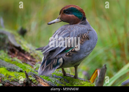 Eurasian teal / common teal (Anas crecca) mâle / mâle en plumage nuptial Banque D'Images