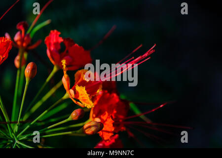 Oiseau de Paradis rouge, isolé poinciana 'Peacock' Fleurs capturées à Umm Al Emirat Park, Abu Dhabi, UAE Banque D'Images