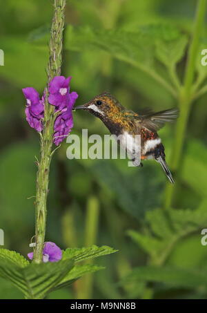 Wire-crested Thorntail (Discosura popelairii) femelle adulte planant à Copalinga fleur Lodge, Équateur Février Banque D'Images