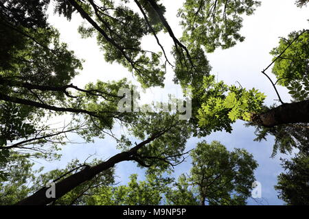 La canopée des grands arbres encadrent un ciel bleu clair, avec le soleil qui brillait à travers en été Banque D'Images