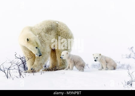 Maman Ours polaire à la recherche en arrière pour voir si les oursons sont à la suite Banque D'Images