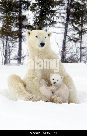 Maman Ours polaire assis jusqu'à allaiter ses petits Banque D'Images