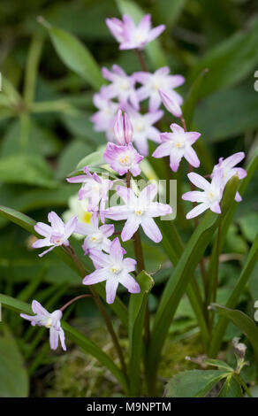 Rose fleurs Chionodoxa géant. Banque D'Images