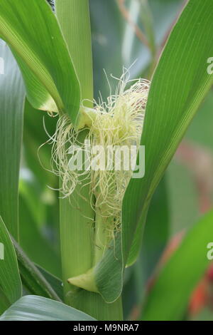 Close up of a young épi de blé avec Silk Tassel Banque D'Images