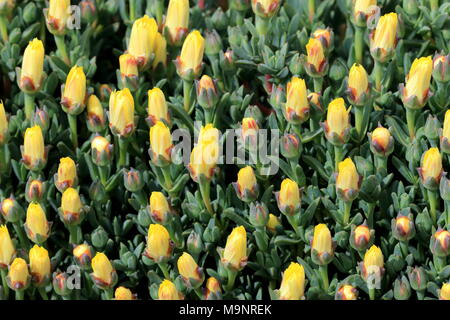 Close up de cochon jaune non ouvert face à fleurs ou Mesembryanthemum, usine à glace, fleurs Marguerites Livingstone Banque D'Images