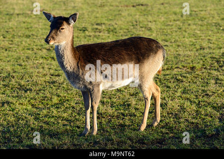 Hind cerf sika (Cervus nippon) au Scottish Deer Centre, Bow de Fife, Cupar, Ecosse, Royaume-Uni Banque D'Images