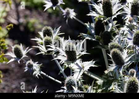 Miss Willmott's Ghost, Silvermartorn (Eryngium giganteum) Banque D'Images