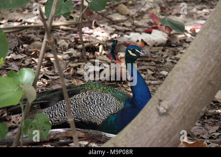 Pavo Cristatus paon indien (repos) Banque D'Images