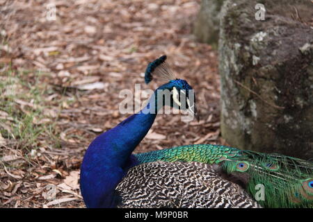 Paon indien se lissant les plumes (Pavo cristatus) Banque D'Images