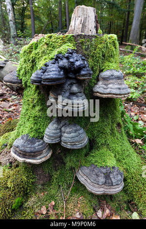 L'Amadou Fomes fomentarius (champignons) se développent sur une souche d'arbre moussu, morts, forêt Darß, Fischland-darss-Zingst, Poméranie Occidentale Banque D'Images