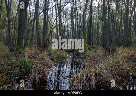 Landes dans la région préservée de Darß Forêt, Darß, Fischland-darss-Zingst, Poméranie occidentale Lagoon Salon National Park Banque D'Images