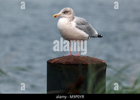 European Herring Gull (Larus argentatus), jeune animal, assis sur épi, Fischland-darss-Zingst, mer Baltique Banque D'Images