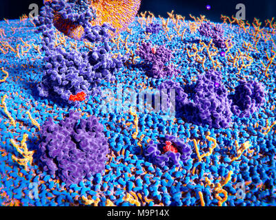 Illustration de la surface extérieure de la membrane d'une cellule. Les protéines transmembranaires (violet) et glycolipides (jaune) dépassent de la surface de la membrane. En haut à gauche est un taux de LDL (lipoprotéine de basse densité) lié à un récepteur (particules LDL grand, orange et violet). À droite de l'histamine est un récepteur des LDL channel, la liaison d'une molécule d'histamine. Au centre droit est un canal de potassium avec du potassium (K +). À l'avant gauche du récepteur de l'acétylcholine est une molécule et de l'acétylcholine et à l'avant droit est un des récepteurs opioïdes delta avec une molécule d'endorphine. Banque D'Images