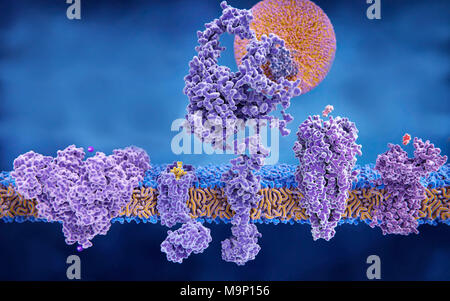 Illustration de cinq protéines transmembranaires. De gauche à droite sont : un canal de potassium, un récepteur opioïde delta avec l'endorphine, une molécule liée LDL (lipoprotéine de basse densité) avec récepteur LDL liée, particules d'une molécule d'acétylcholine du récepteur de l'acétylcholine, et un récepteur de l'histamine avec l'histamine molécule. Banque D'Images