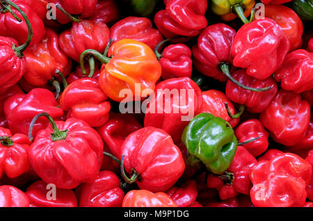 Piments scotch bonnet rouge coloré Banque D'Images