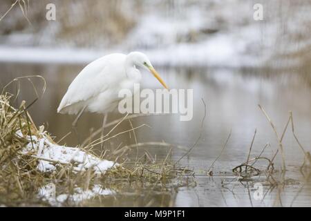 Grande aigrette (Ardea alba) sur l'eau à la recherche de proies, Hesse, Allemagne Banque D'Images