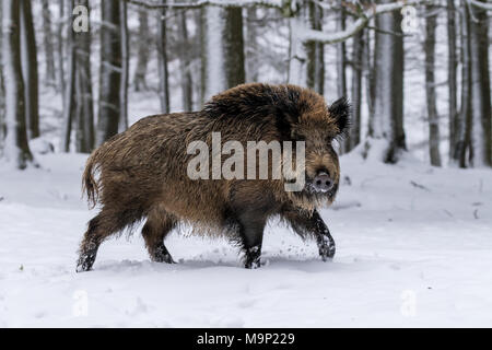 Le sanglier (Sus scrofa) court dans la neige, Vulkaneifel, Rhénanie-Palatinat, Allemagne Banque D'Images