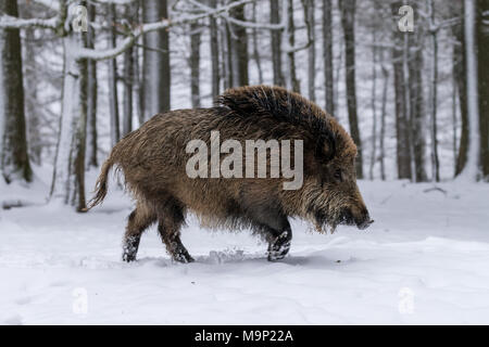 Le sanglier (Sus scrofa) court dans la neige, Vulkaneifel, Rhénanie-Palatinat, Allemagne Banque D'Images