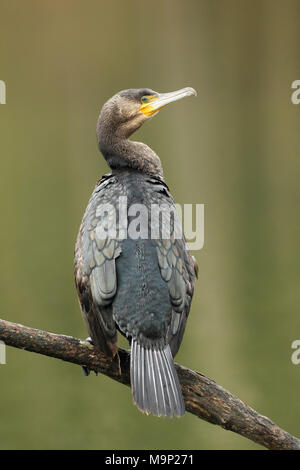 Grand Cormoran (Phalacrocorax carbo), est assis sur une branche au-dessus de l'eau, l'Allgäu, Bavière, Allemagne Banque D'Images