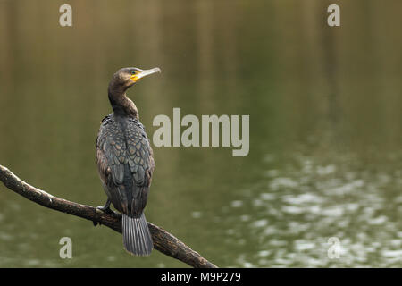 Grand Cormoran (Phalacrocorax carbo) se trouve dans la pluie sur une branche au-dessus de l'eau, l'Allgäu, Bavière, Allemagne Banque D'Images