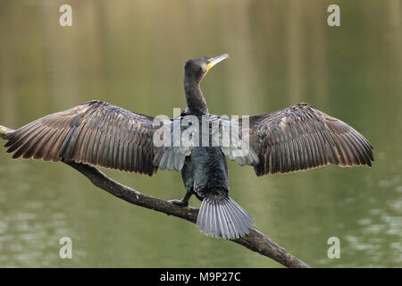 Grand Cormoran (Phalacrocorax carbo) est assis sur une branche au-dessus de l'eau et sécher son plumage de propager les ailes, Allgäu Banque D'Images