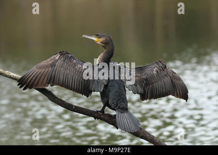 Grand Cormoran (Phalacrocorax carbo) est assis sur une branche au-dessus de l'eau et sécher son plumage de propager les ailes, Allgäu Banque D'Images