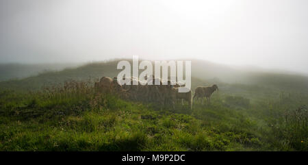 Troupeau de moutons sur la prairie alpine dans la brume du matin à Landawirseehütte, Schladminger Tauern Schladminger, Höhenweg Banque D'Images