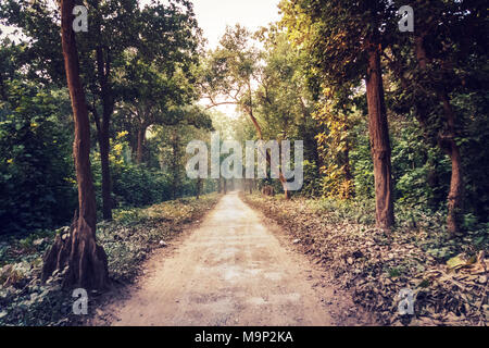 Chemin rural à travers la forêt d'un vert profond d'été naturel. arrière-plan. paysage avec vue. forêt longue route qui va dans la forêt de fourrés. Banque D'Images
