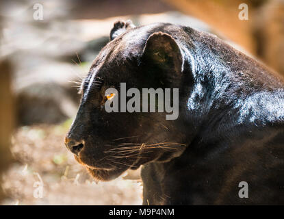 Jaguar (Panthera onca), Black Panther, portrait, animaux en captivité, adultes, l'occurrence l'Amérique du Sud Banque D'Images