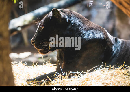 Black Panther, Jaguar (Panthera onca), adulte, captive Banque D'Images