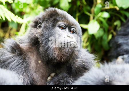 Gorille noir regardant en réserve, des Virunga au Rwanda Banque D'Images