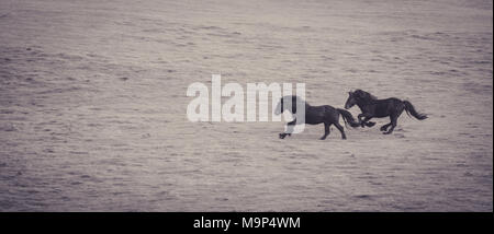 chevaux Banque D'Images