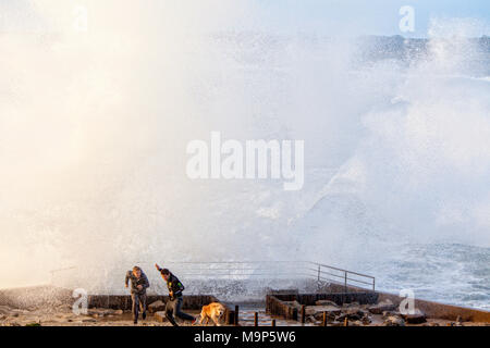 Les garçons et chien jouant avec les vagues durant la tempête, Kerroch, Bretagne, France Banque D'Images