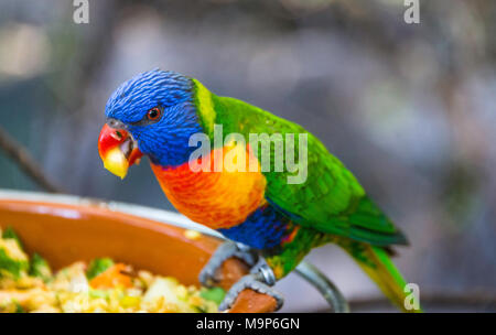 Les grives Lorikeet (Trichoglossus haematodus moluccanus), également Allfarblori, Wedge-tailed Lory, , Blue-cheeked Lory, large-banded Lory Lory, arc-en-ciel Banque D'Images