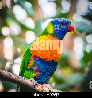 Les grives Lorikeet (Trichoglossus haematodus moluccanus) se trouve sur la branche, aussi Allfarblori, Wedge-tailed Lory, , Blue-cheeked Lory, large-bagué Banque D'Images