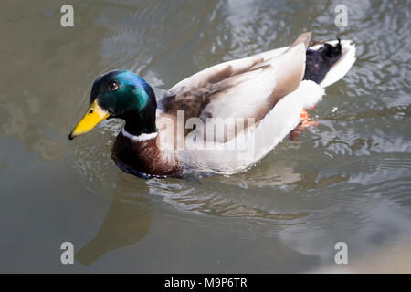 Canards à Salisbury, rumeurs que canards avait été déplacé sur à partir du flux à côté d'où l'ex-espion Sergueï Skripal et sa fille Julia ont été trouvés empoisonnés sont faux, le chef de l'autorité locale a dit. Banque D'Images