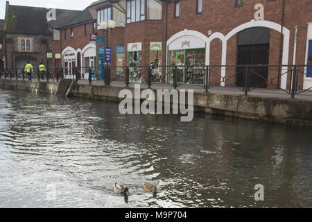 Canards à Salisbury, rumeurs que canards avait été déplacé sur à partir du flux à côté d'où l'ex-espion Sergueï Skripal et sa fille Julia ont été trouvés empoisonnés sont faux, le chef de l'autorité locale a dit. Banque D'Images