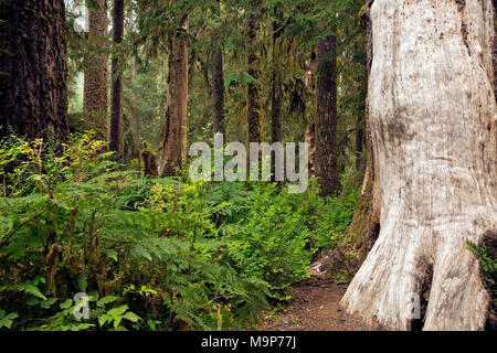 WA13924-00...WASHINGTON - grand vieil arbre qui a perdu son écorce d'un côté qui brille parmi le vert de couleurs vives et d'arbres couverts de mousse le long de la salle de Banque D'Images