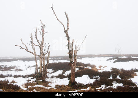 Dead bouleau (Betula pubescens) dans l'hiver moor, Hautes Fagnes, Belgique Banque D'Images