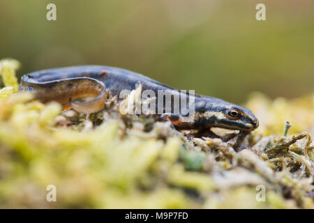 Newt Lissotriton vulgaris (commune), de mousse, de l'Ems, Basse-Saxe, Allemagne Banque D'Images