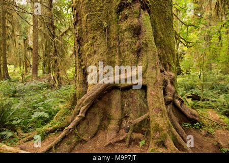 WA13931-00...WASHINGTON - un grand arbre avec une croissance des racines de son côté et couverts de mousse dans le hall de mousses, d'une partie de la forêt tropicale de Hoh dans Banque D'Images