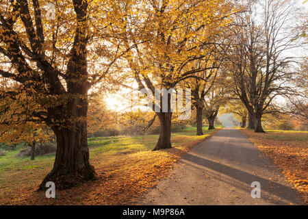 Avenue bordée d'arbres en automne, Alpes Souabe, Bade-Wurtemberg, Allemagne Banque D'Images