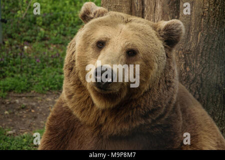 Portrait de l'ours brun assis près de l'arbre Banque D'Images