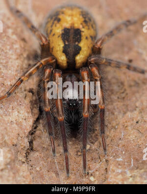 Lace-Spider web (Amaurobius sp.) en dessous d'un rocher. Tipperary, Irlande Banque D'Images